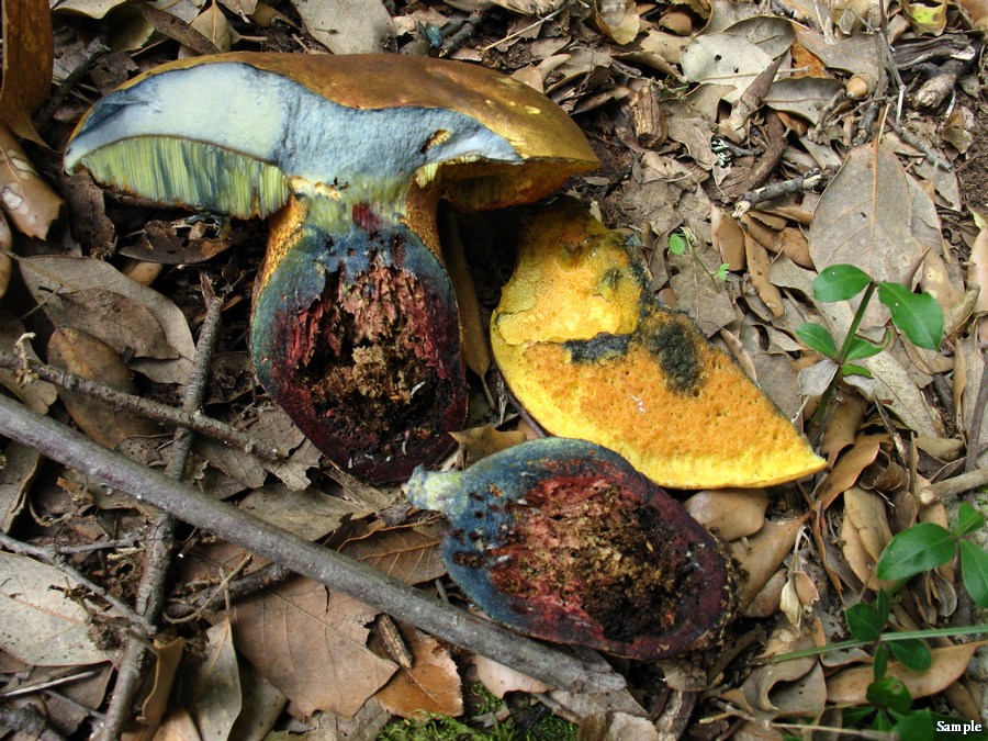 Boletus luridus lucido